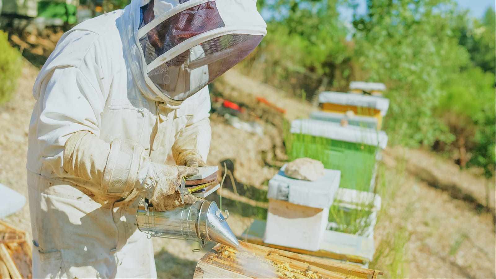 Bee Removal: Professional Intervention
